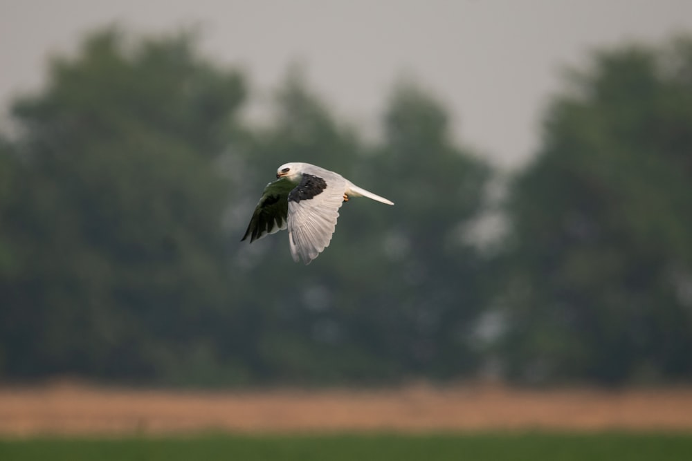 white and black bird flying