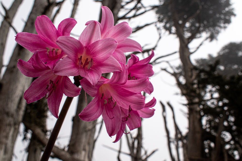 pink flower in tilt shift lens