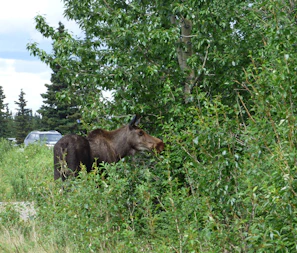 A moose grazing on lush green vegetation near a riverbank in the summer
