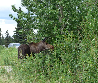 A moose browsing on fresh green leaves along a riverbank in a dense woodland.
