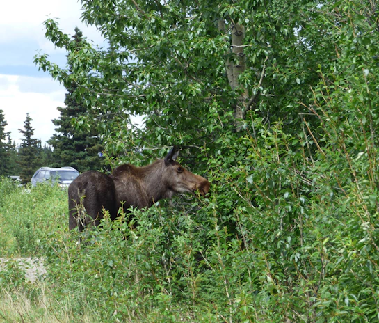 A moose browsing on fresh green leaves along a riverbank in a dense woodland.