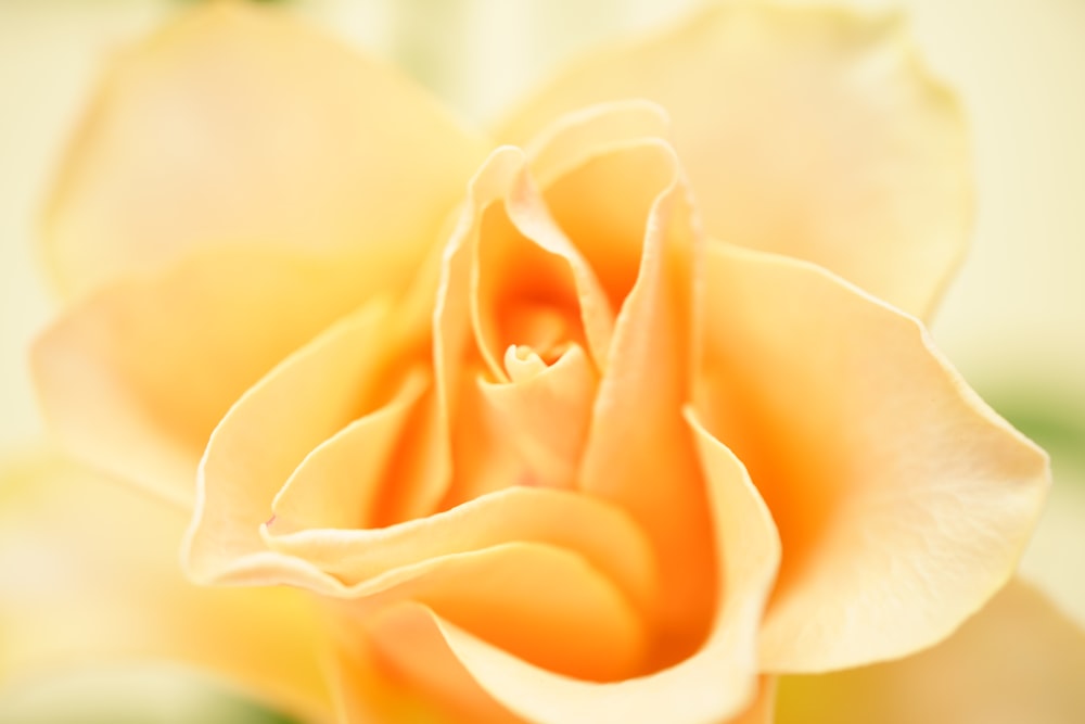 yellow rose in close up photography