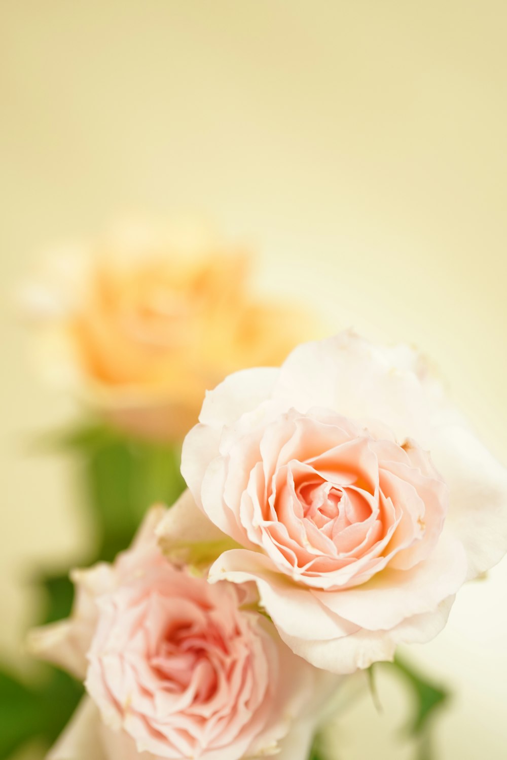 ピンクと白のバラが咲き乱れる