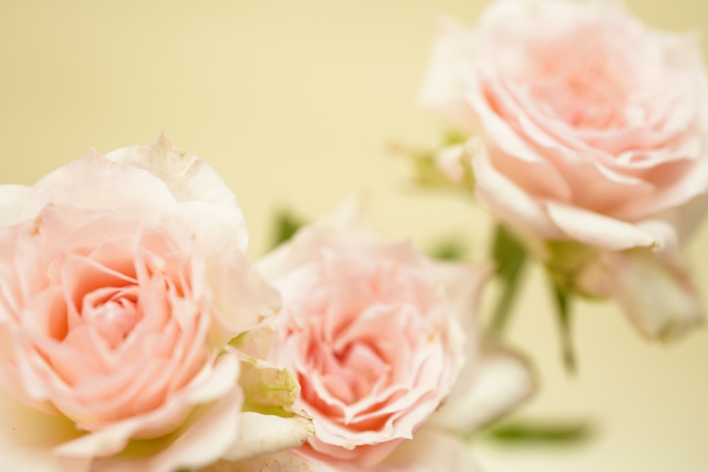 pink roses in close up photography