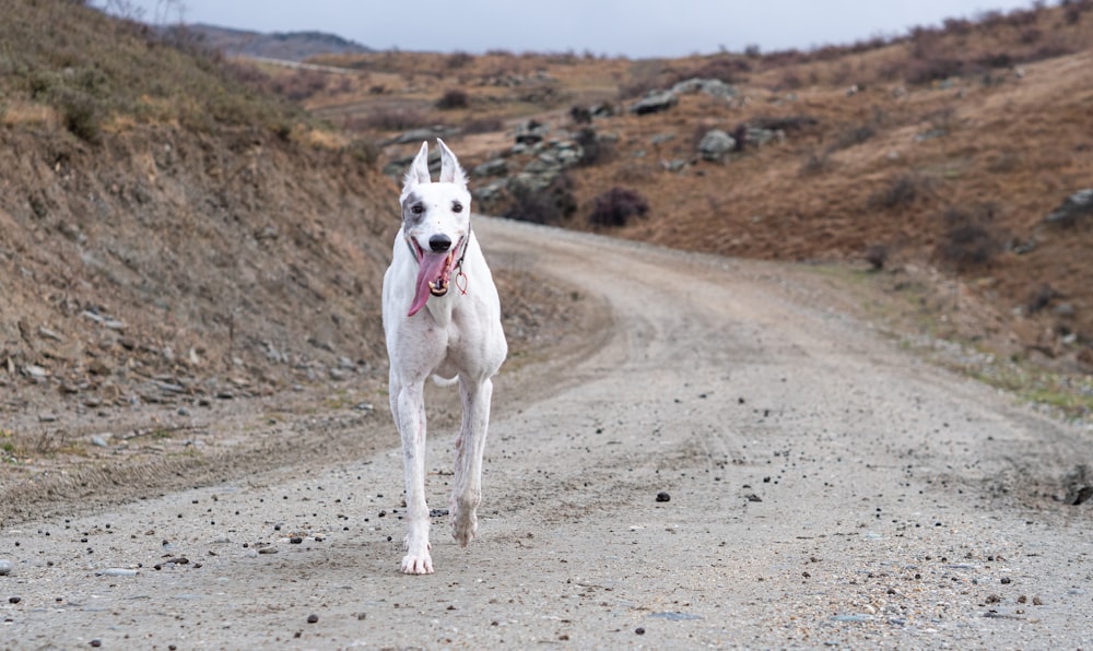 white and black short coated dog on brown sand during daytime