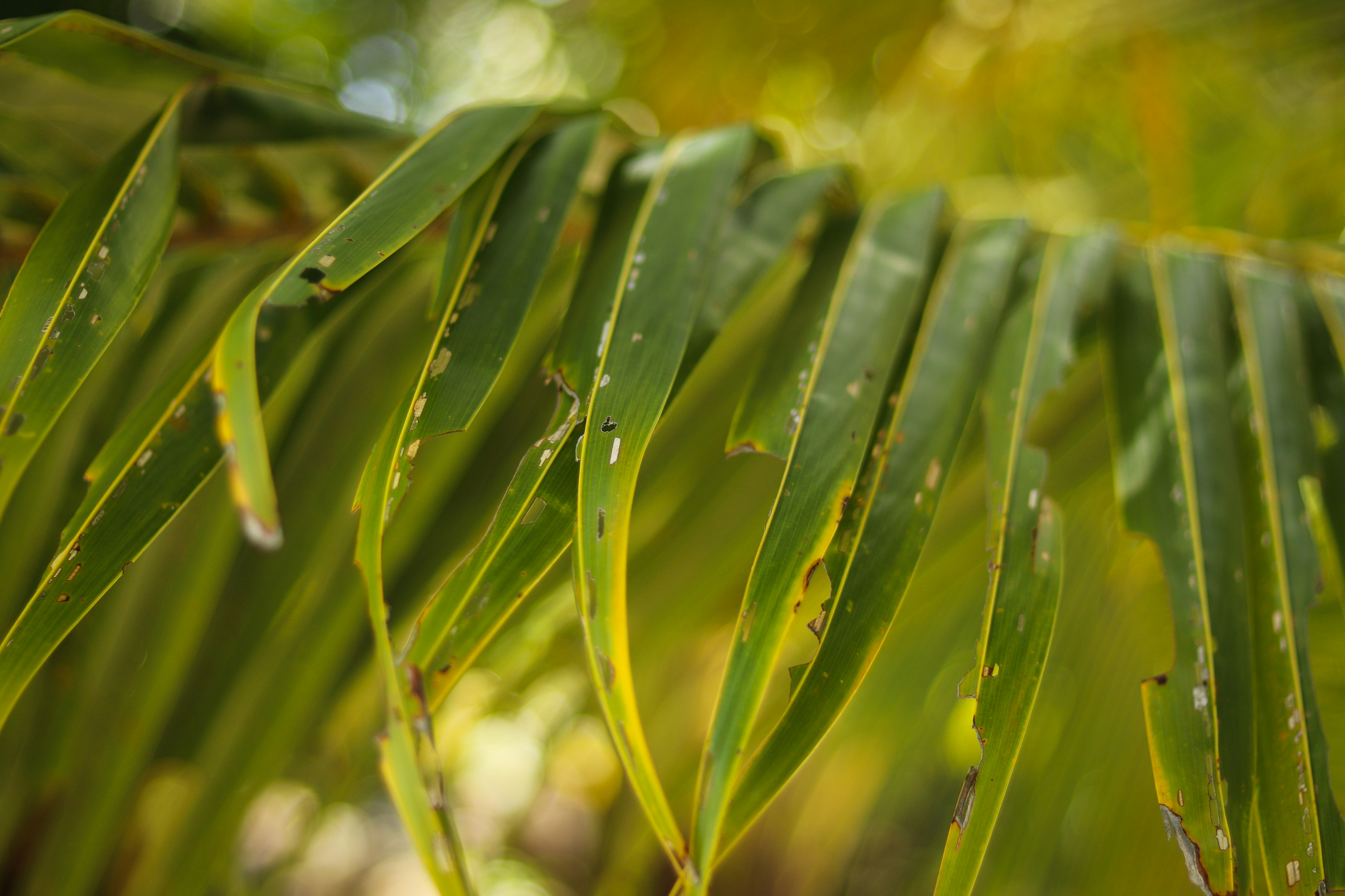 Pure Fijian Kava Roots