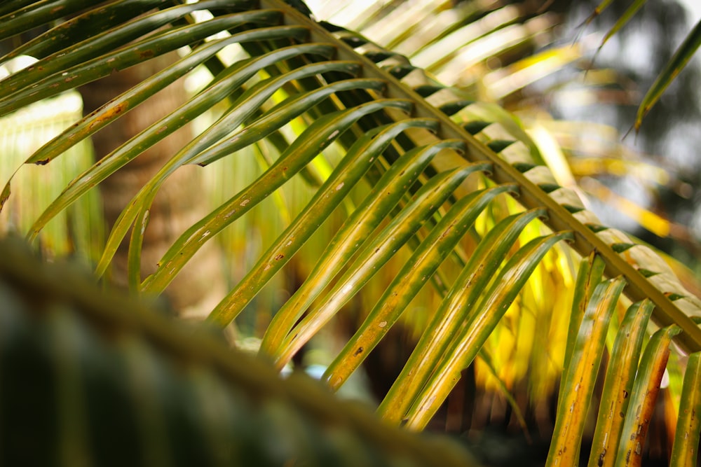 Grüne Palmenpflanze in Nahaufnahme