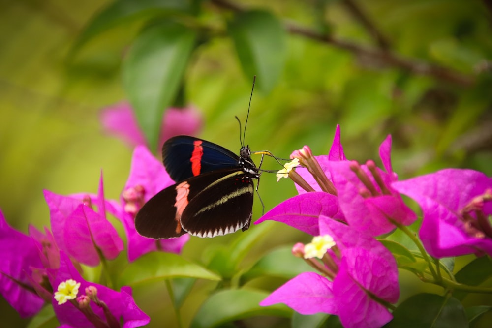 Schwarzer und roter Schmetterling sitzt tagsüber auf rosa Blume in Nahaufnahmen