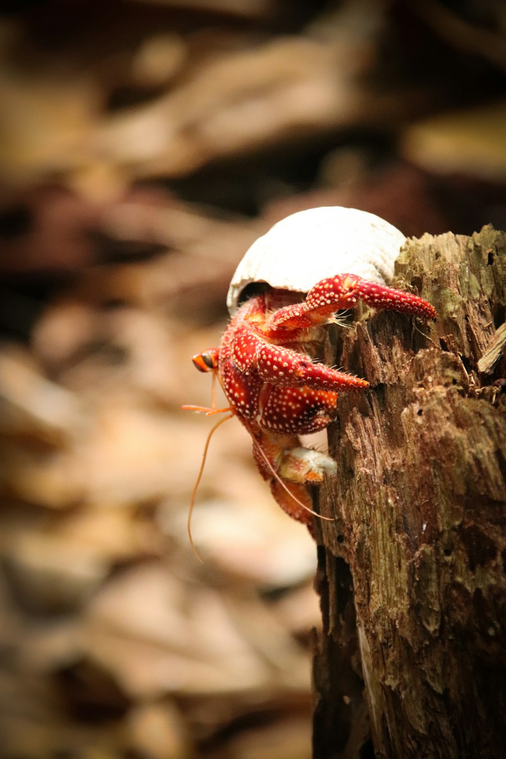 red and white spotted crab on brown wood