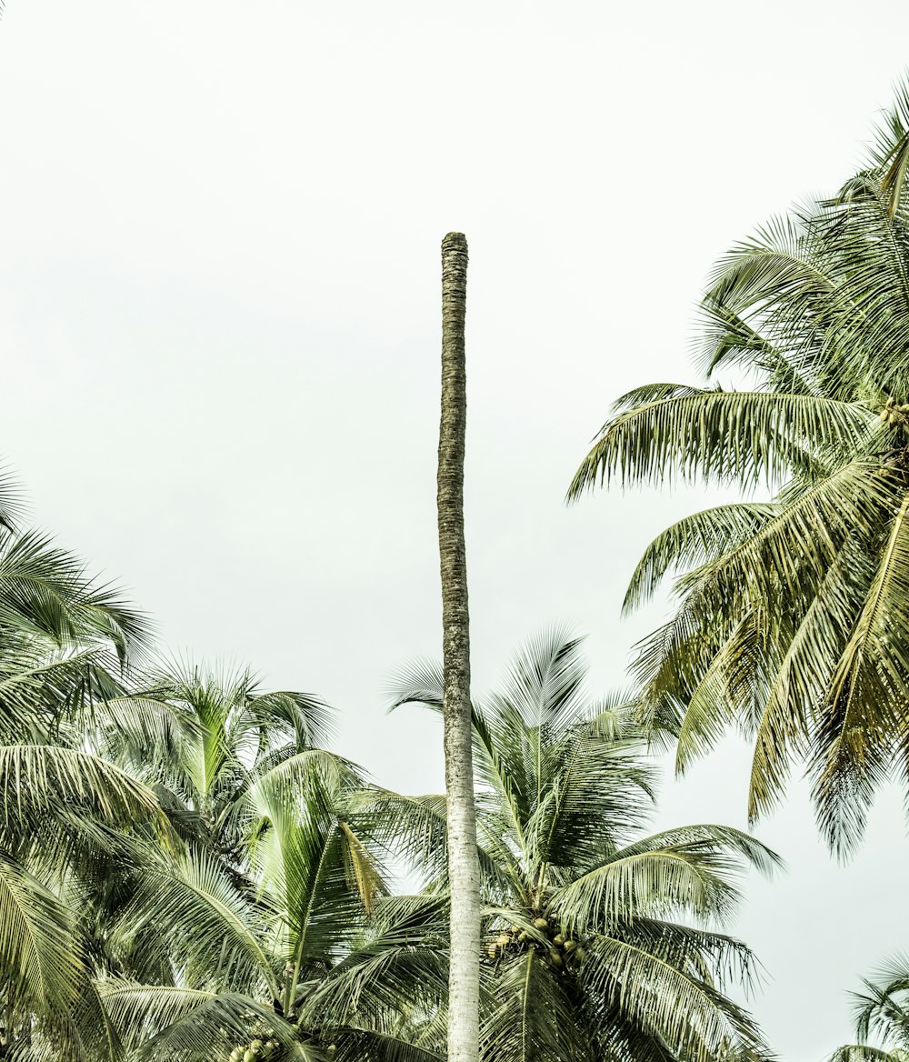 green palm tree under white sky during daytime