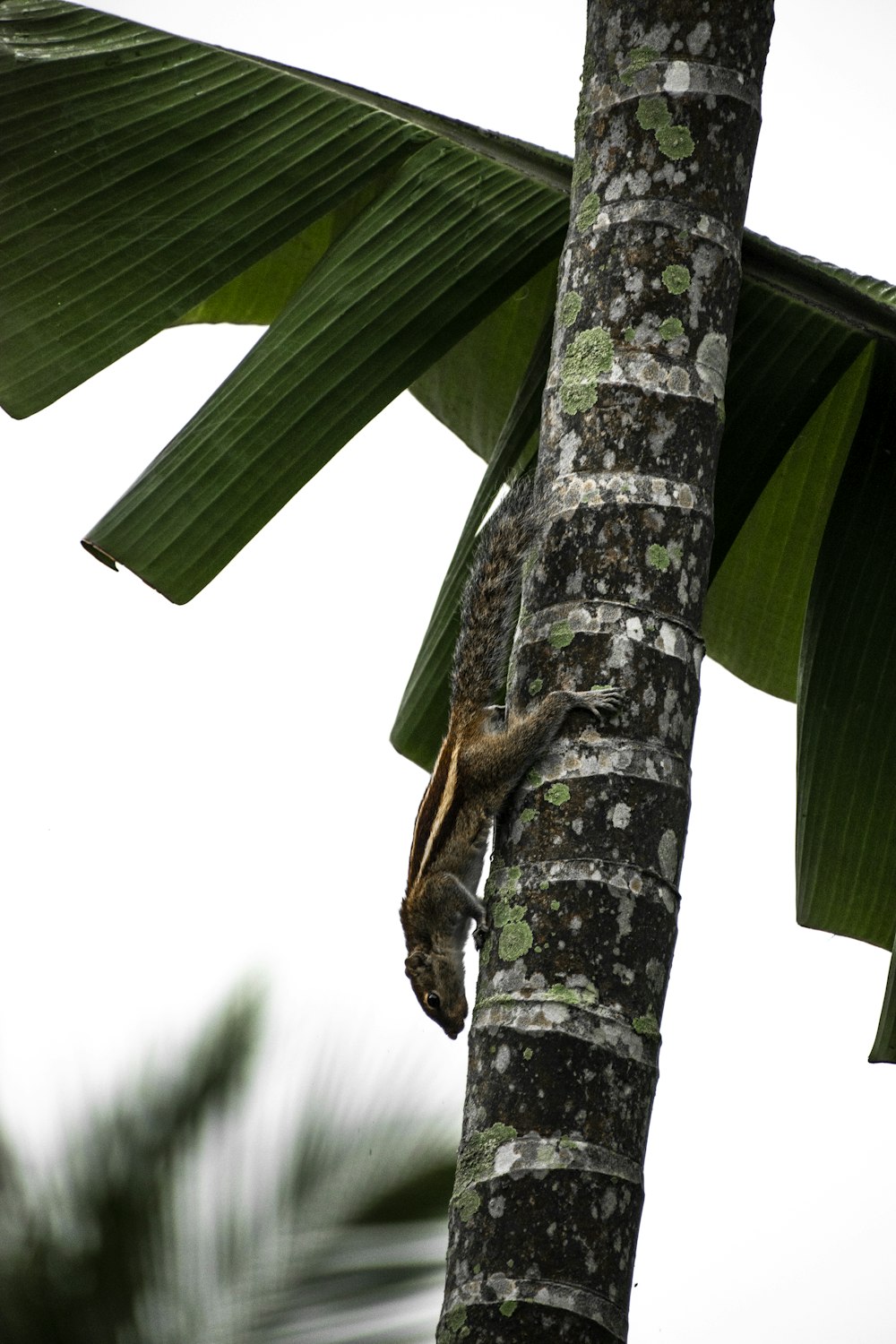 brown and white lizard on green leaf during daytime