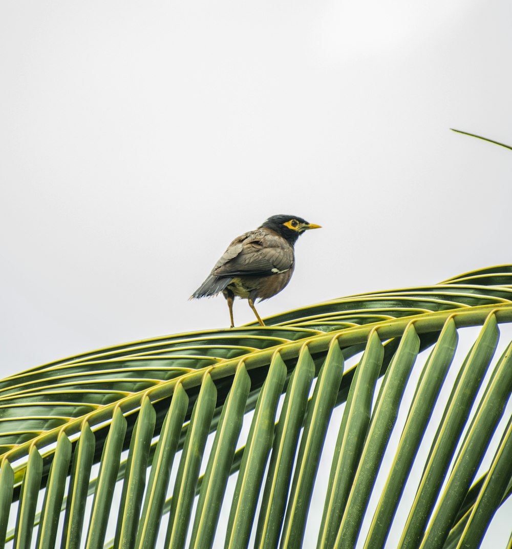 gray bird perched on green plant