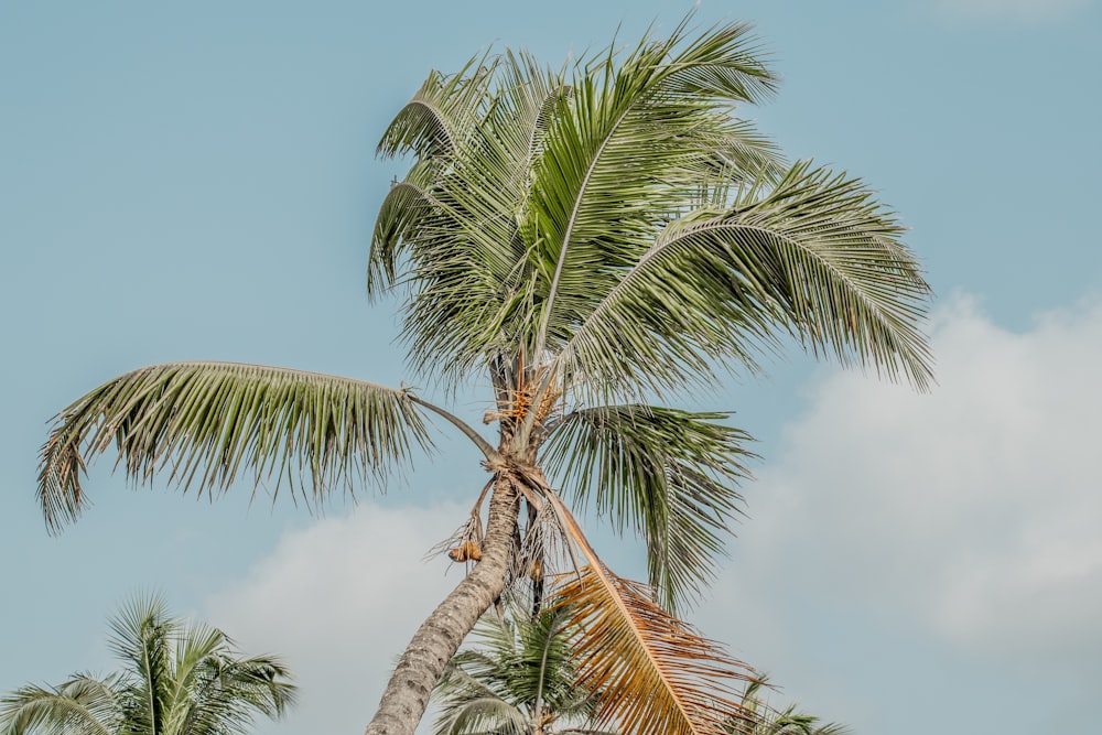 green palm tree under blue sky during daytime