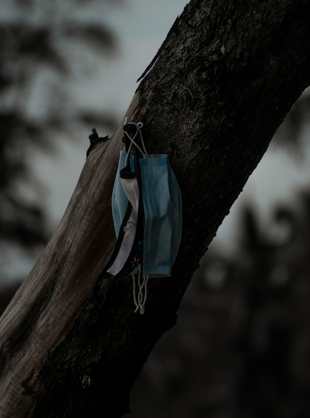 blue and white drawstring bag hanging on brown tree branch