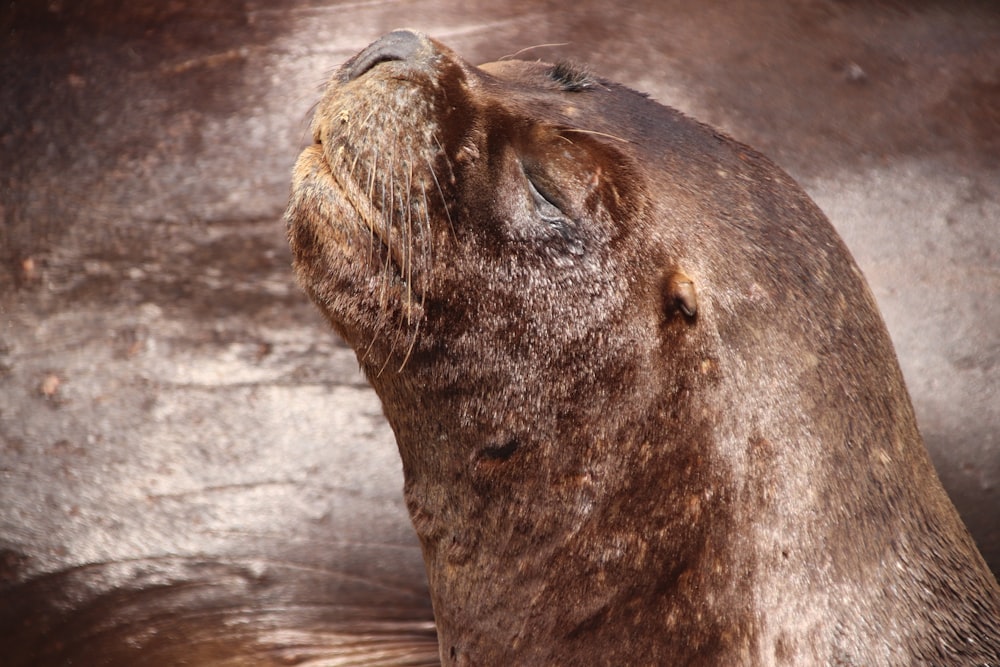 seal on gray wooden plank