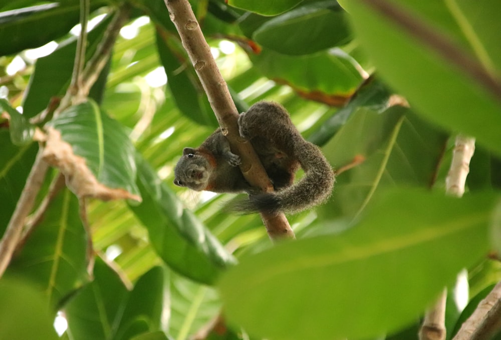 brown and black monkey on green leaf