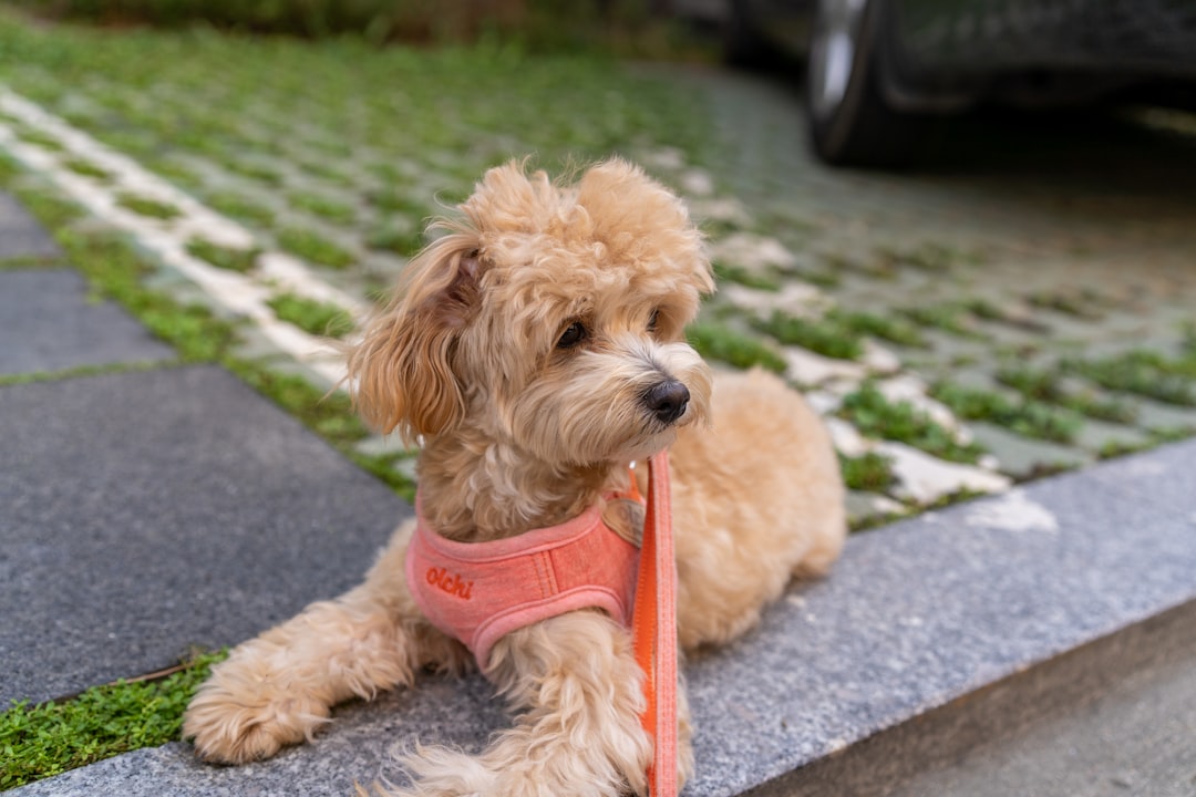 brown poodle puppy on grey concrete pavement