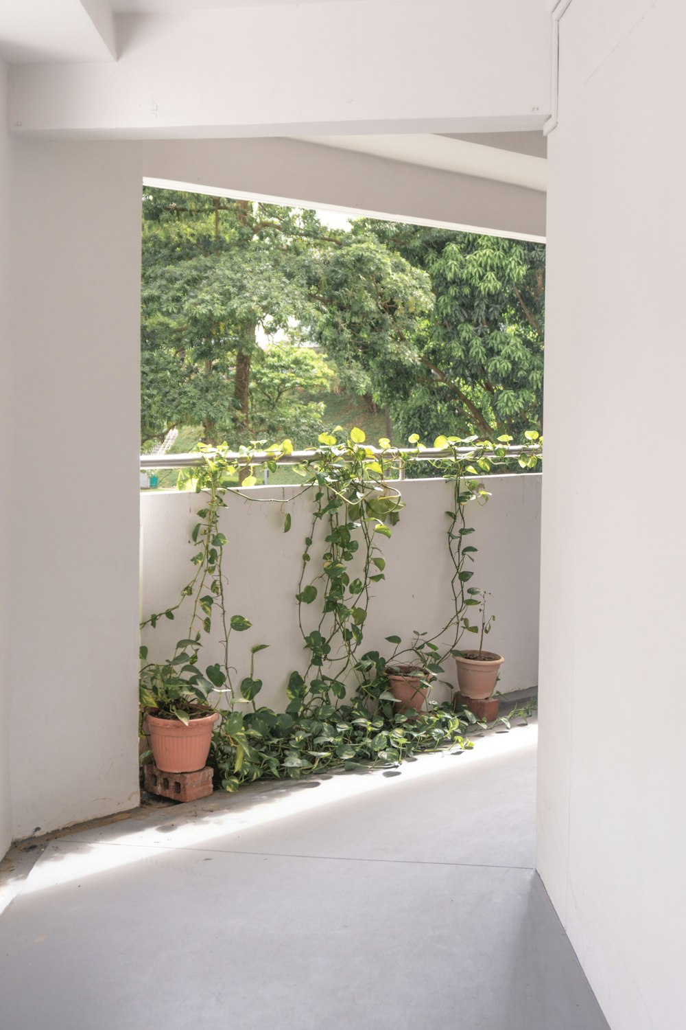 green plants on brown clay pots