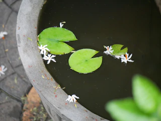 Ornamental pond with clear water and decorative stones surrounded by flowers