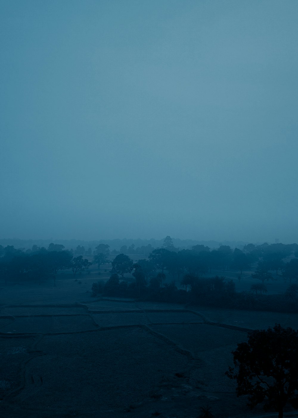 green trees under gray sky