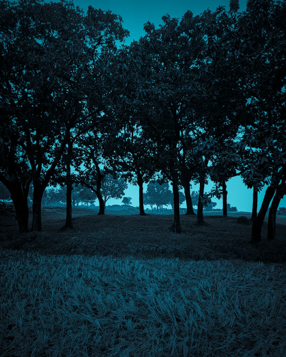 green trees on green grass field during daytime