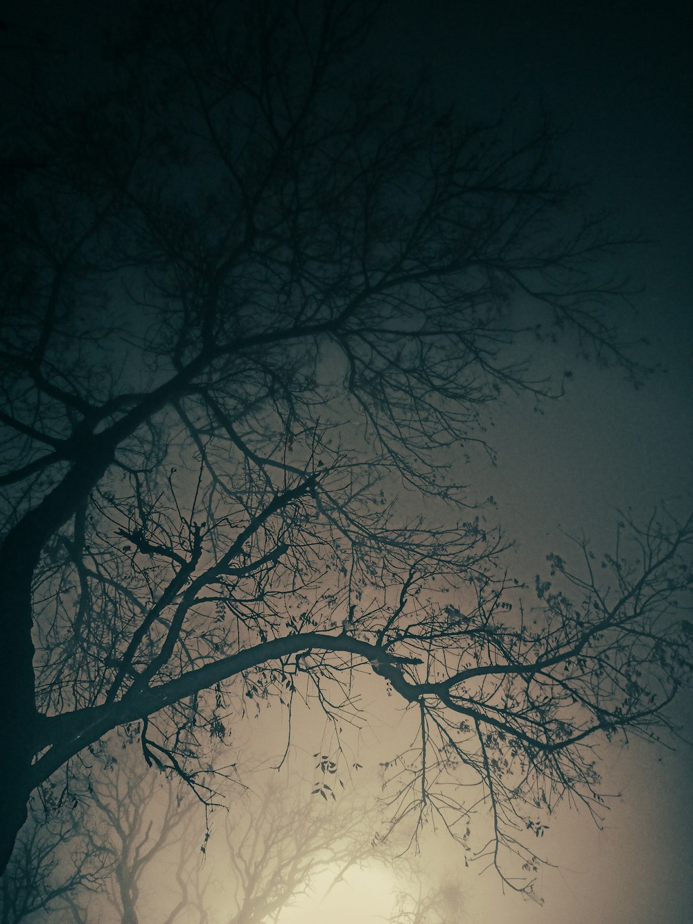 bare tree under blue sky