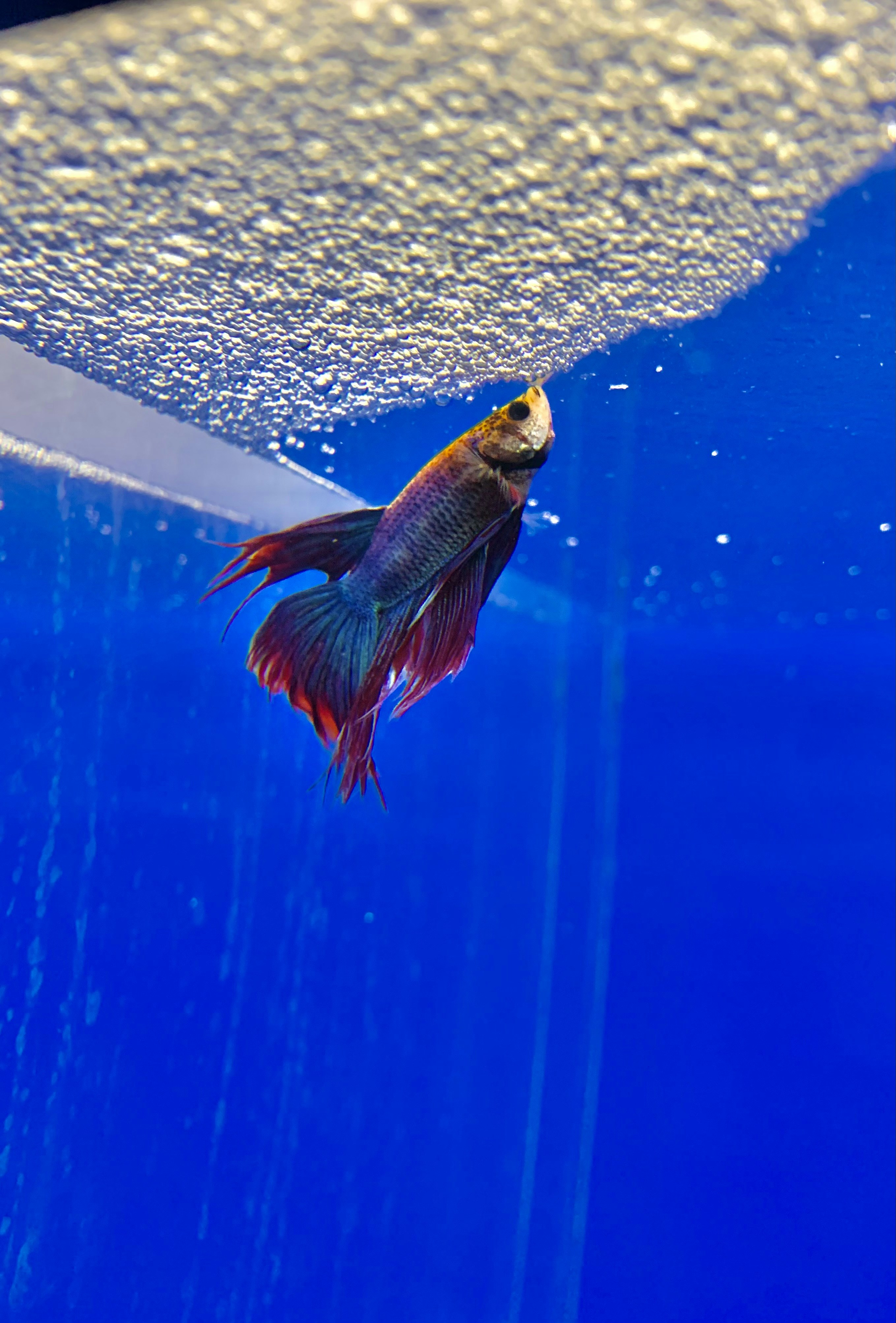 Betta swimming with tank mates