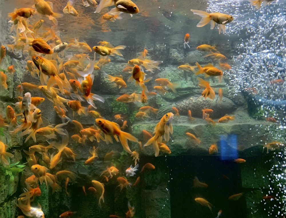 school of orange fish in fish tank