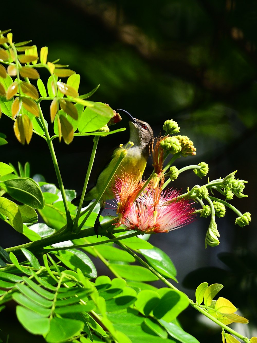 green and brown bird on green plant