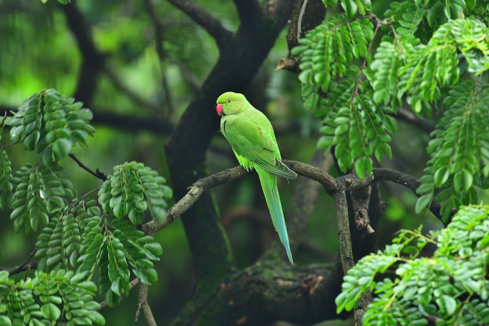 green and black bird on tree branch