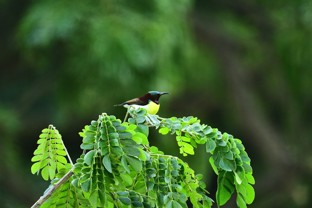 black and brown bird on green plant