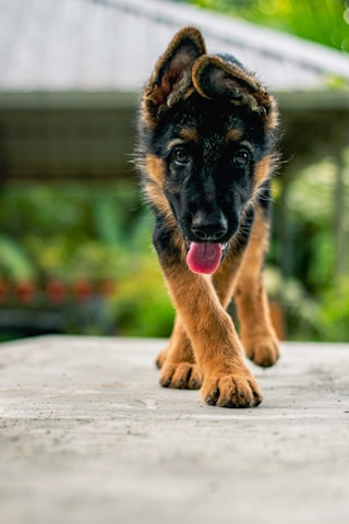 black and tan german shepherd puppy