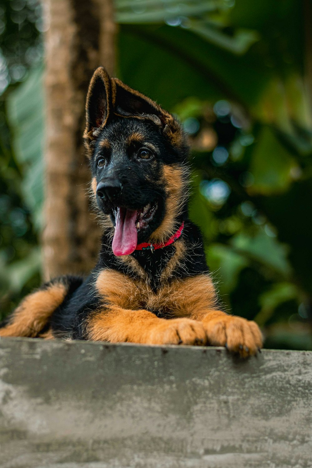 black and tan german shepherd puppy