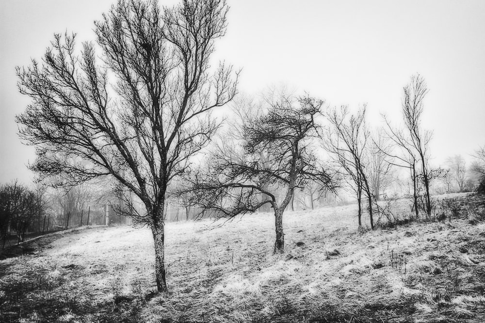 leafless trees on snow covered ground