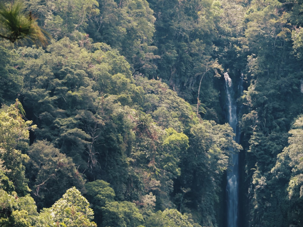 green trees near waterfalls during daytime