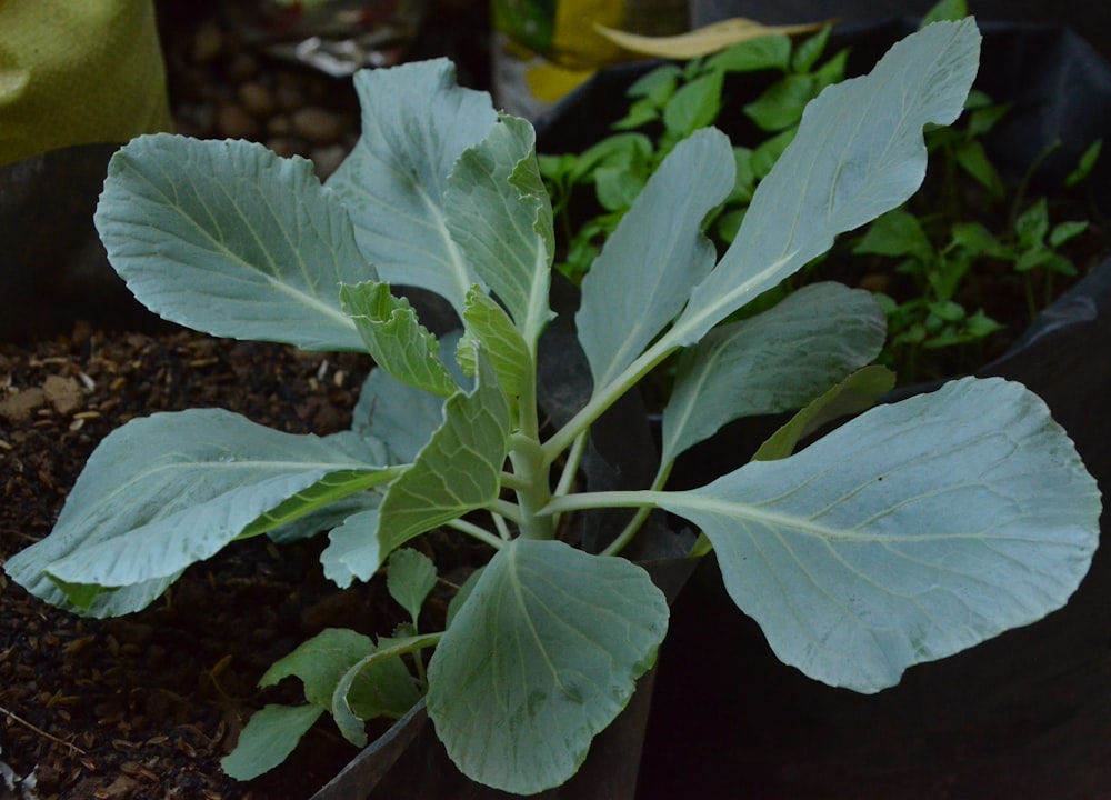 green leaf plant during daytime