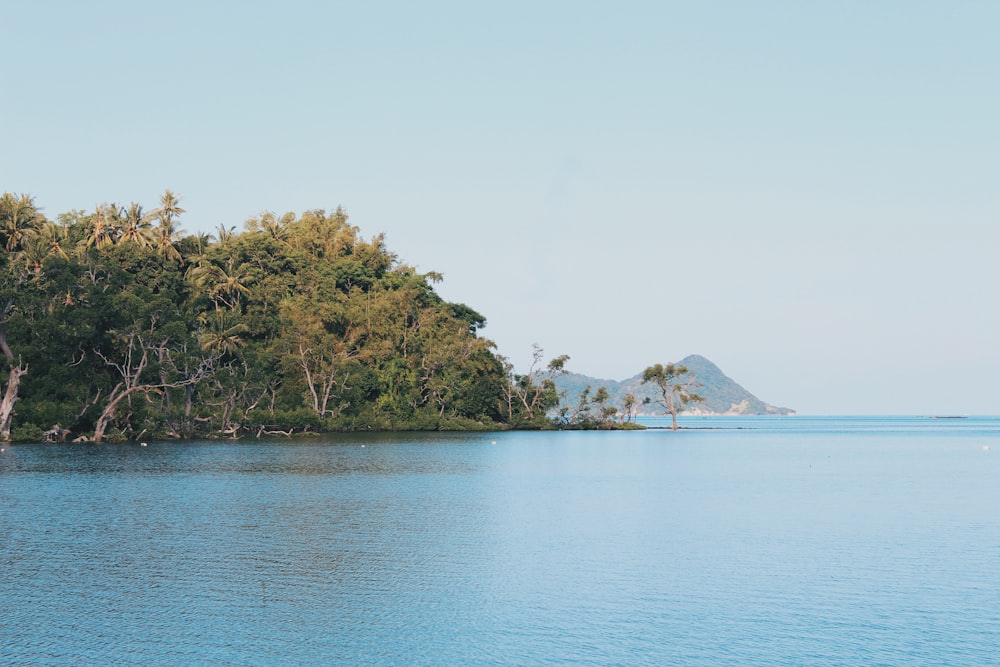 green trees near body of water during daytime