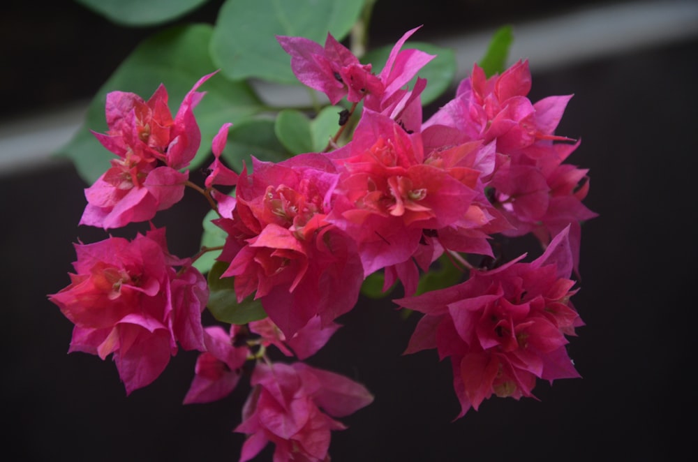 red flowers in tilt shift lens