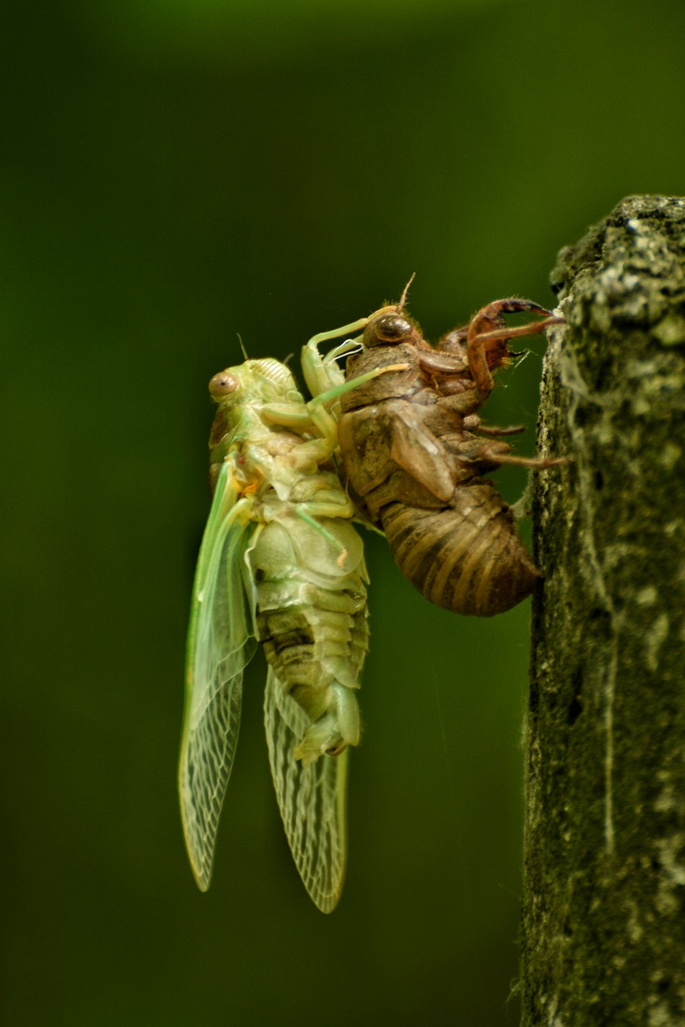 Insecto marrón y verde en palo de madera marrón