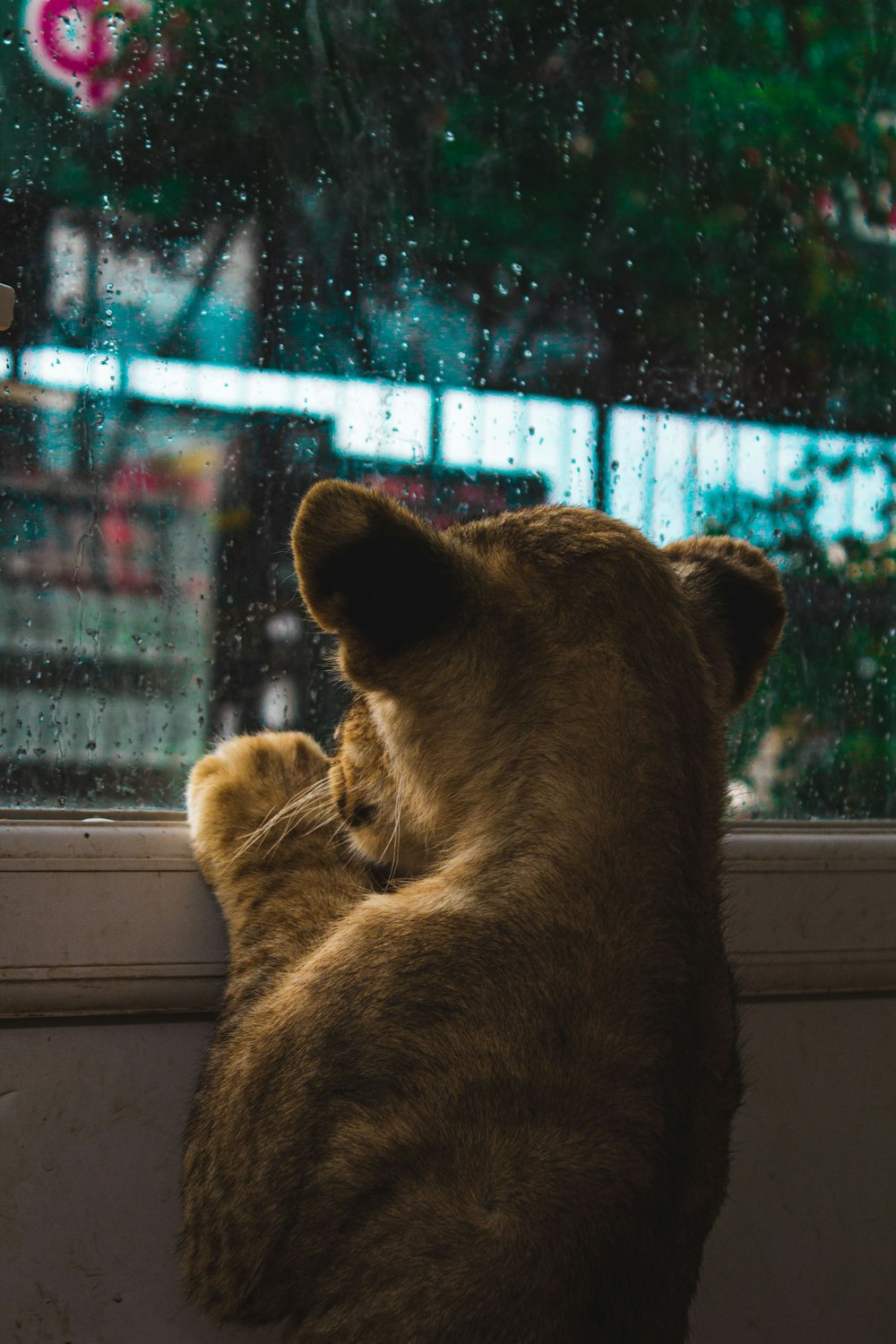 昼間の窓の上の茶色の雌ライオン