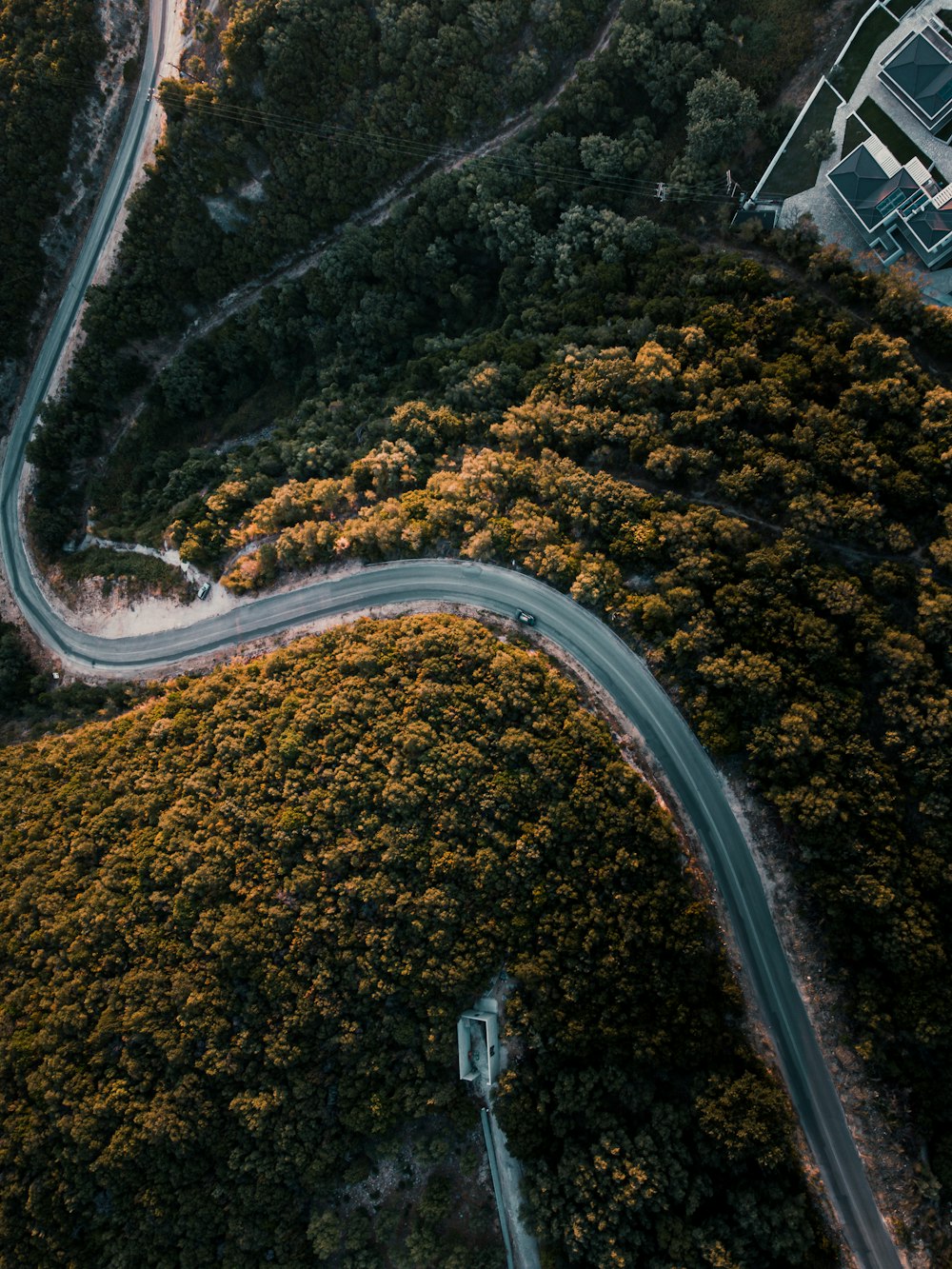 aerial view of road between trees