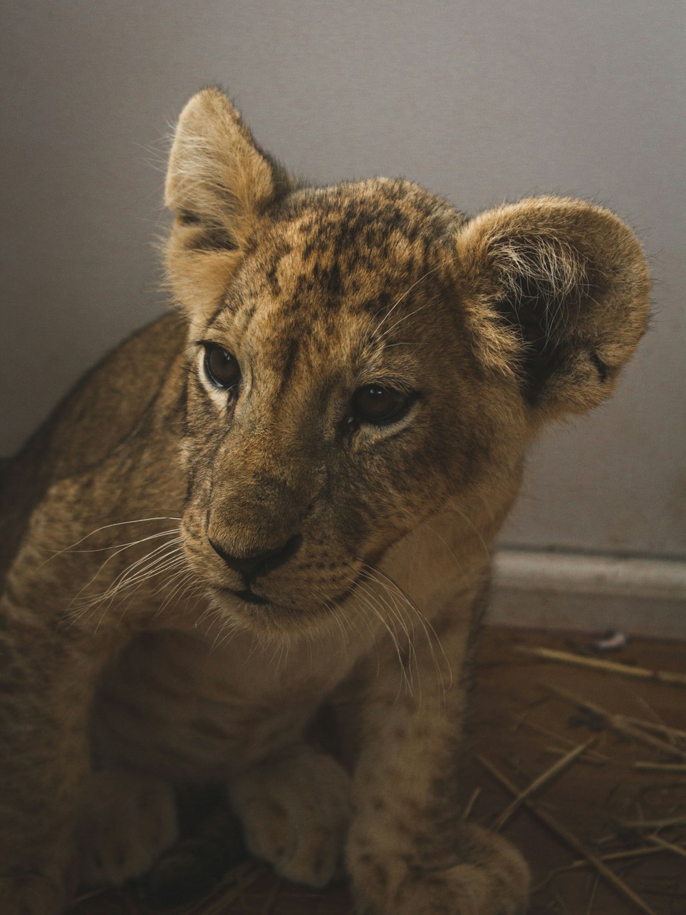 brown and black leopard on brown floor