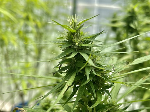 A close-up of a lush green cannabis plant with intricate leaves and buds. The plant is surrounded by a soft, blurred background of similar vegetation.