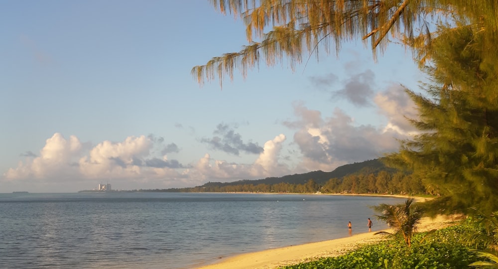 people on beach during daytime