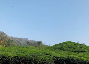 Rolling tea plantations in Ella with misty mountains in the background under a clear blue sky.