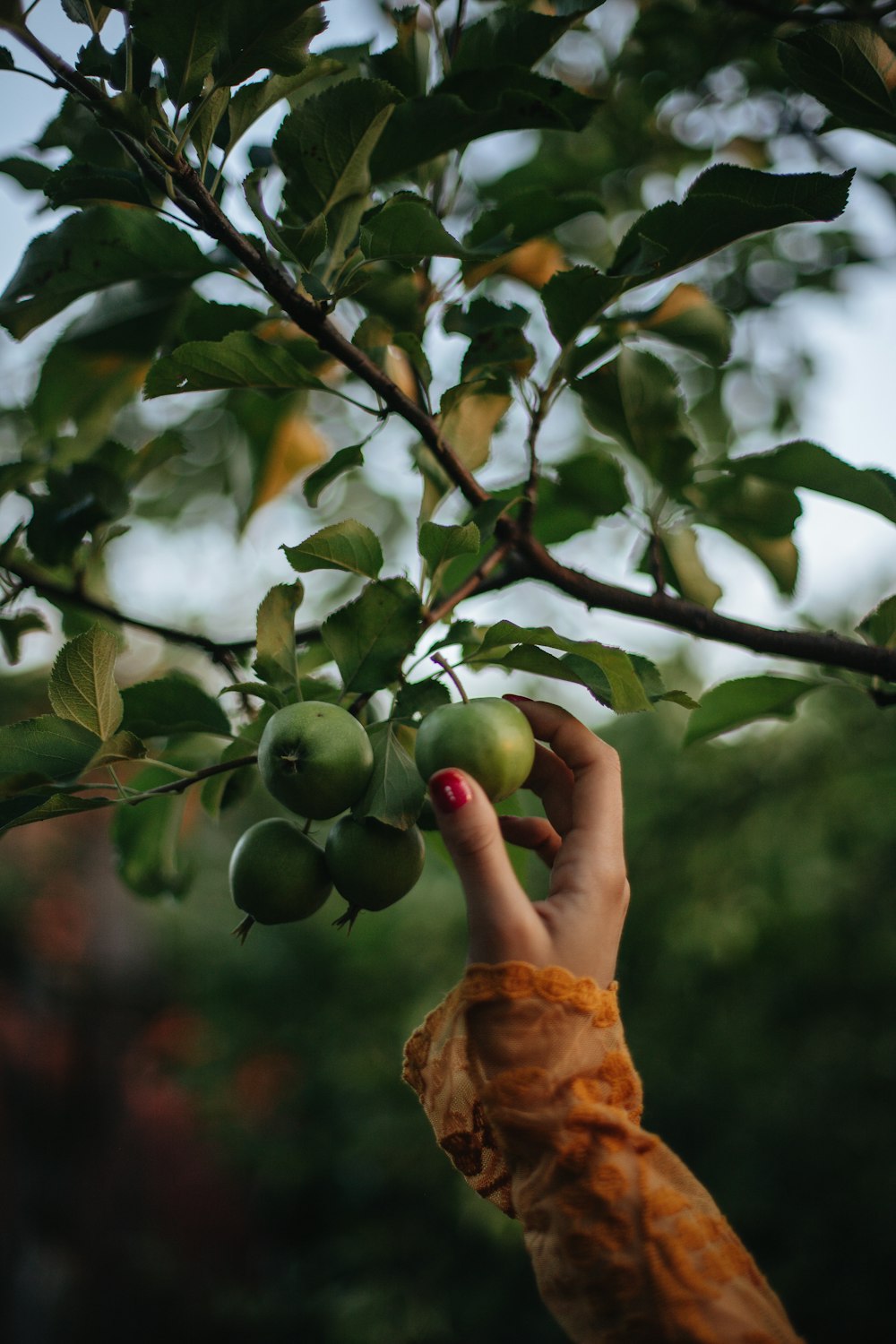 green and brown round fruits