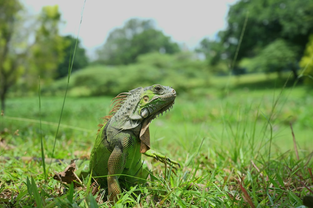 green and black iguana on green grass during daytime