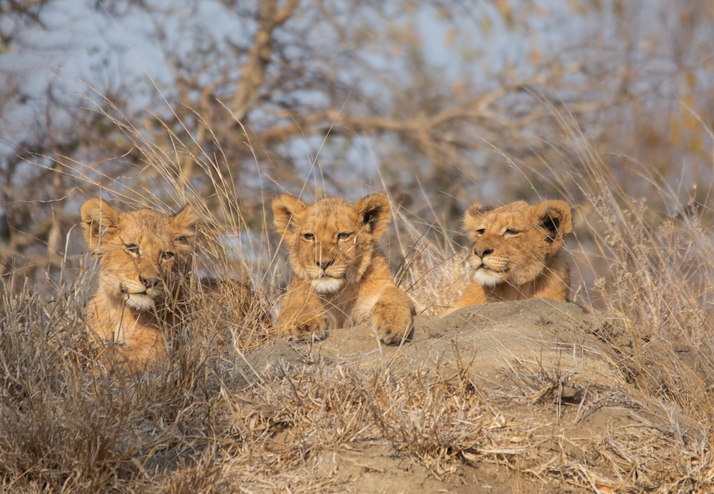 2 brown lion cubs on brown grass field during daytime