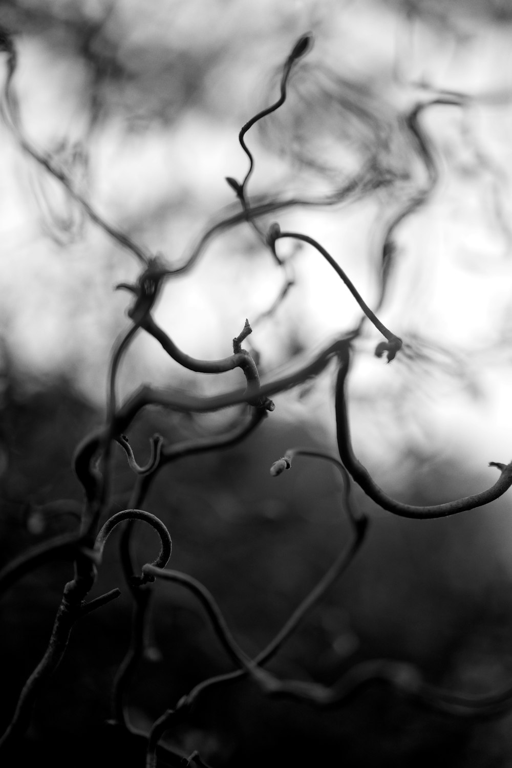 grayscale photo of a wire