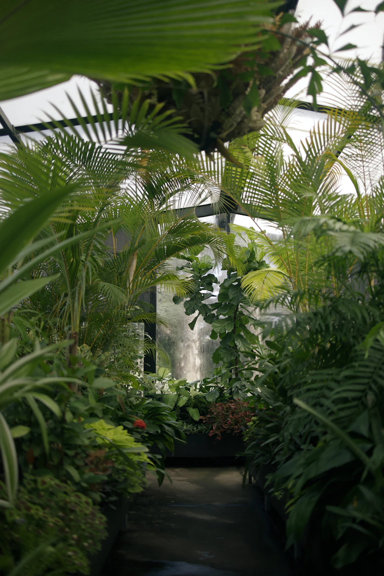 Potted plants arranged
    together to maintain high humidity for growth